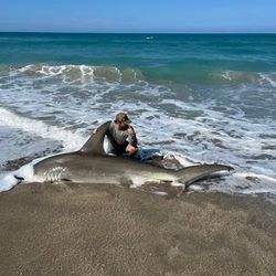 Jensen Beach: Hammerhead Shark Fever 